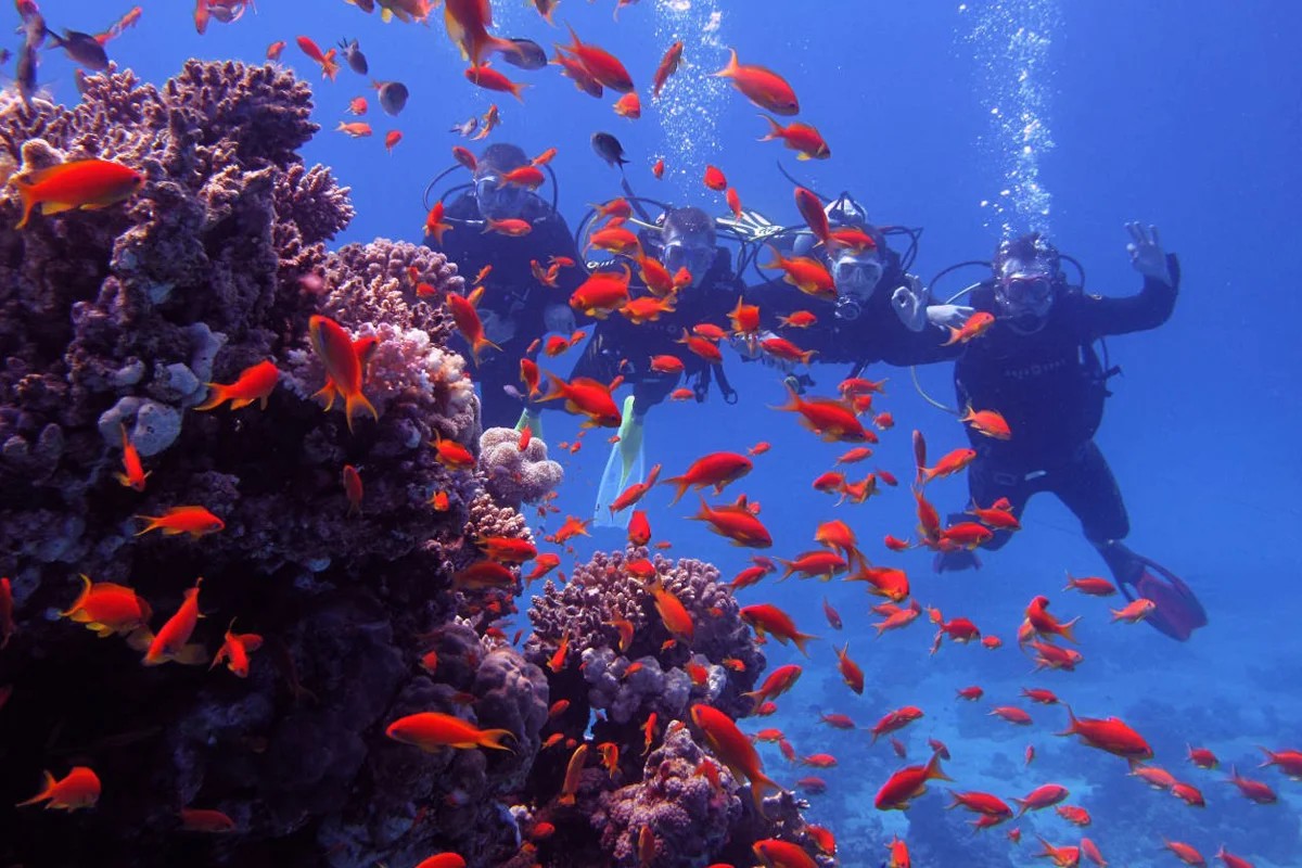 Snorkeling at Mahmya Island